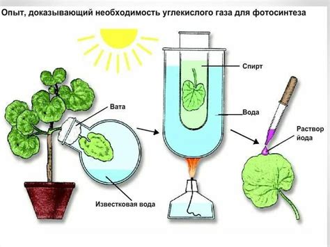 Образование солята цинка и выделение газа