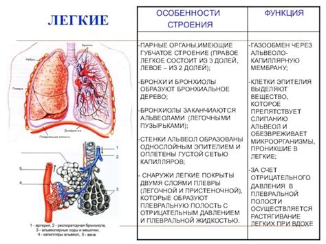 Повреждение легких и органов дыхания