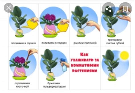 Уход за рисовыми растениями