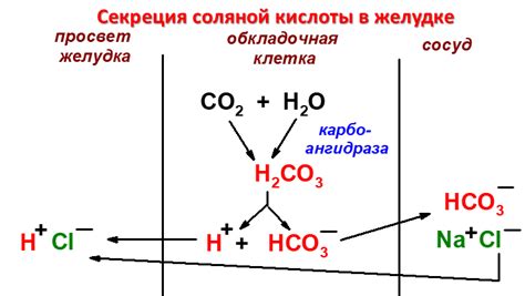 Химический состав соляной кислоты и его роль в процессе взаимодействия