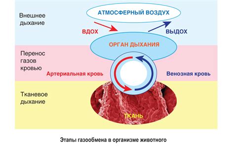  Защита дыхательной системы и кожи 