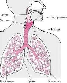  Потенциальные проблемы с дыхательной системой 