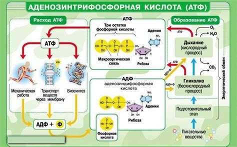 АТФ: роль в организме