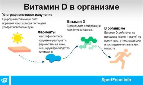 Абсорбция витамина D2 и D3 в организме