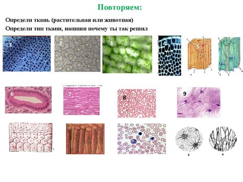 Автоматическое определение типа ткани