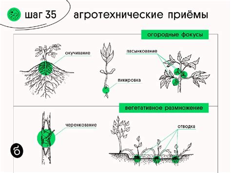 Агротехнические приемы и их влияние на защиту рассады капусты