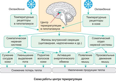 Адаптация к изменению условий питания