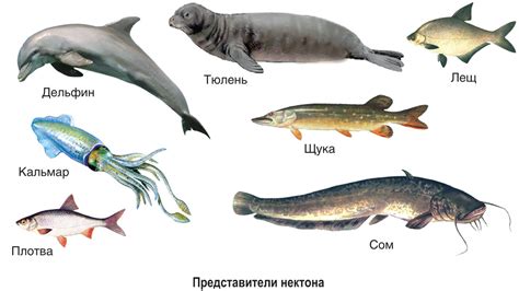 Адаптация простейших в морской среде