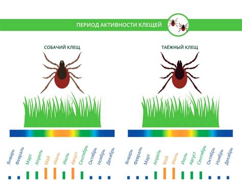 Активность клещей и взаимосвязь с временем года