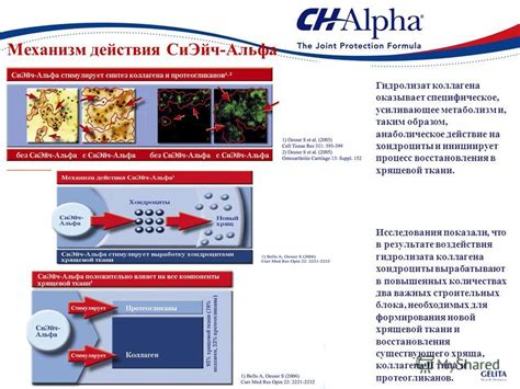 Активность хондроцитов