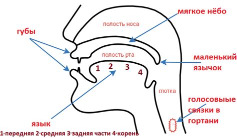 Активные органы речи