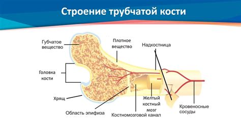 Акустические особенности кожи и костей