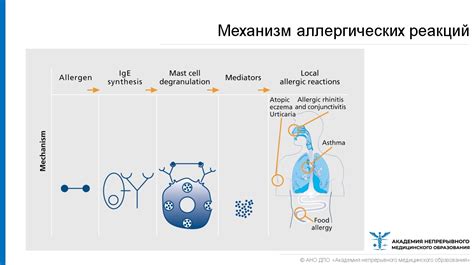 Аллергические реакции и потенциальная токсичность