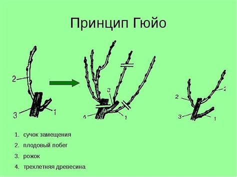 Альтернативы для обрезки растений