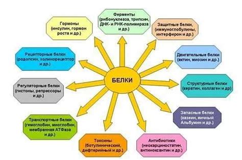 Аминокислоты: ключевые участники функционирования жизненно важных систем