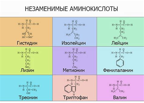 Аминокислоты: основные элементы жизни