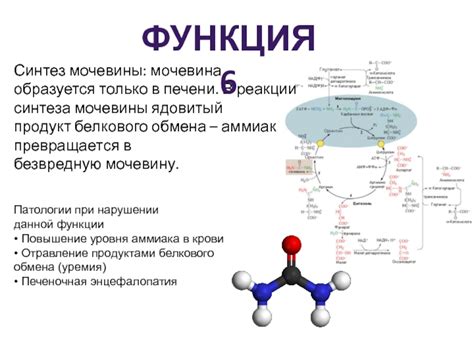 Аммиак как продукт обмена веществ