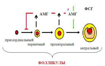 Анализ на амг: сроки и условия сдачи