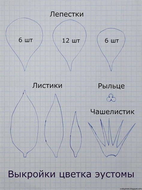 Анализ формы лепестков