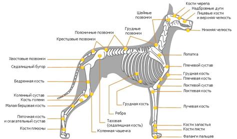 Анатомическая структура и физиологические особенности собаки: влияние на поведение