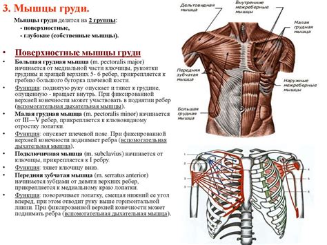 Анатомические особенности верхней части туловища