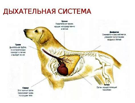 Анатомические особенности и физиология задней части у собак