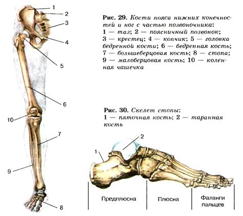 Анатомический строение костей, составляющих пояс нижних конечностей