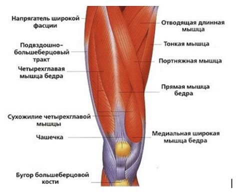 Анатомическое строение ноги и коленного сустава