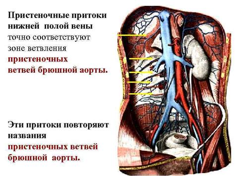 Анатомия верхней и нижней части туловища