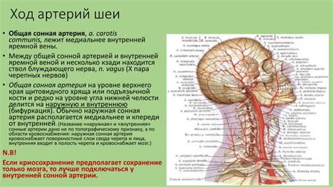 Анатомия внутричерепных сосудов