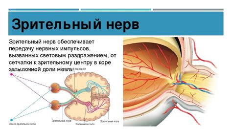 Анатомия глазового нерва