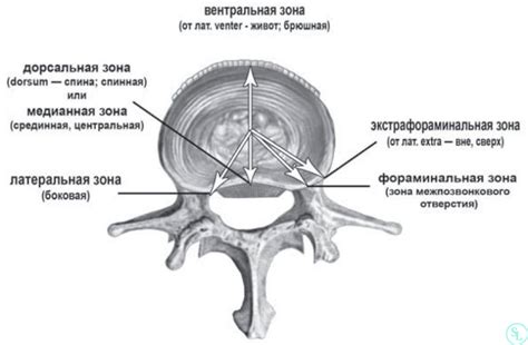 Анатомия дисков L3-5