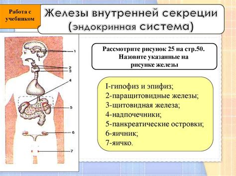 Анатомия желез внутренней секреции: строение и организация