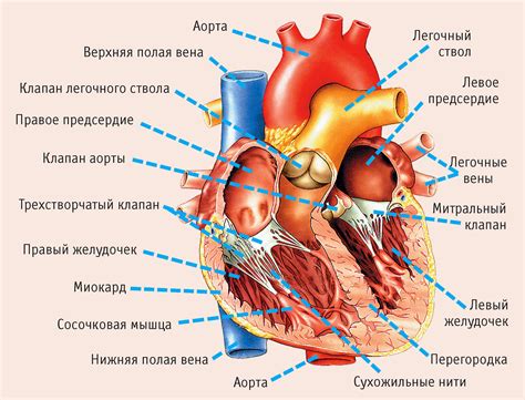 Анатомия и строение