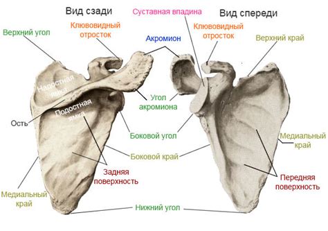 Анатомия и строение лора