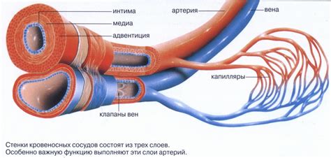 Анатомия и строение сосудов