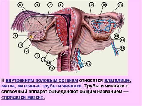 Анатомия и физиология женского организма