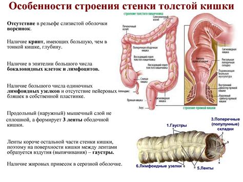 Анатомия пищевода, желудка и кишечника