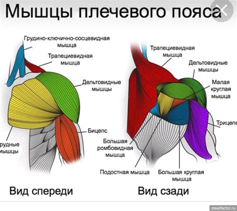 Анатомия пояса