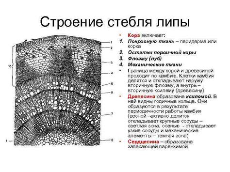 Анатомия стебля зерновых культур: структура и функции