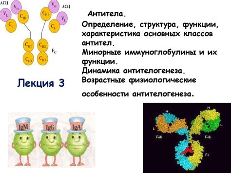 Антитела и их функции