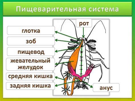 Артериальная система майского жука