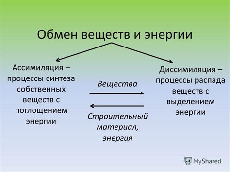 Ассимиляция веществ и энергия