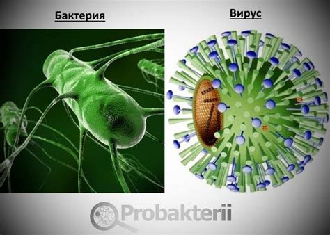 Бактерия Лейшмания и собаки