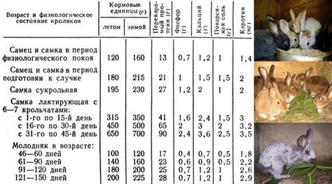 Баланс кормления кроликов