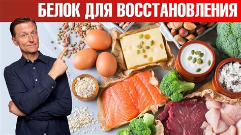 Белок: источники для восстановления