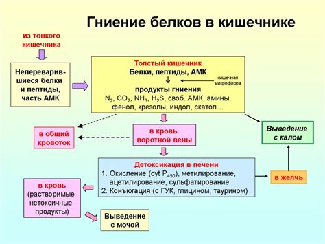 Биологическая роль антенны в организме белка