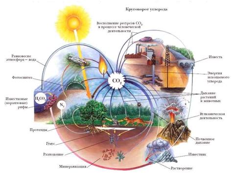 Биологические круговороты и циклы в природе
