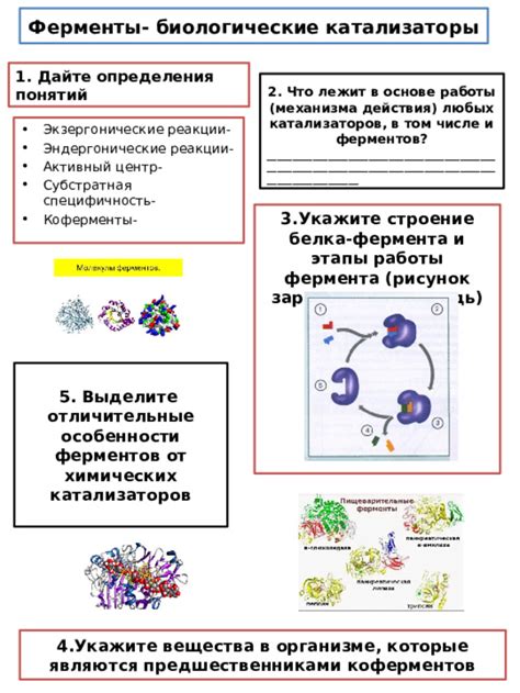 Биологические особенности, определяющие эффективность механизма струны