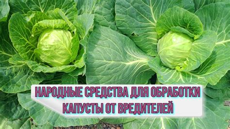 Биологические средства защиты для обработки капусты в июне